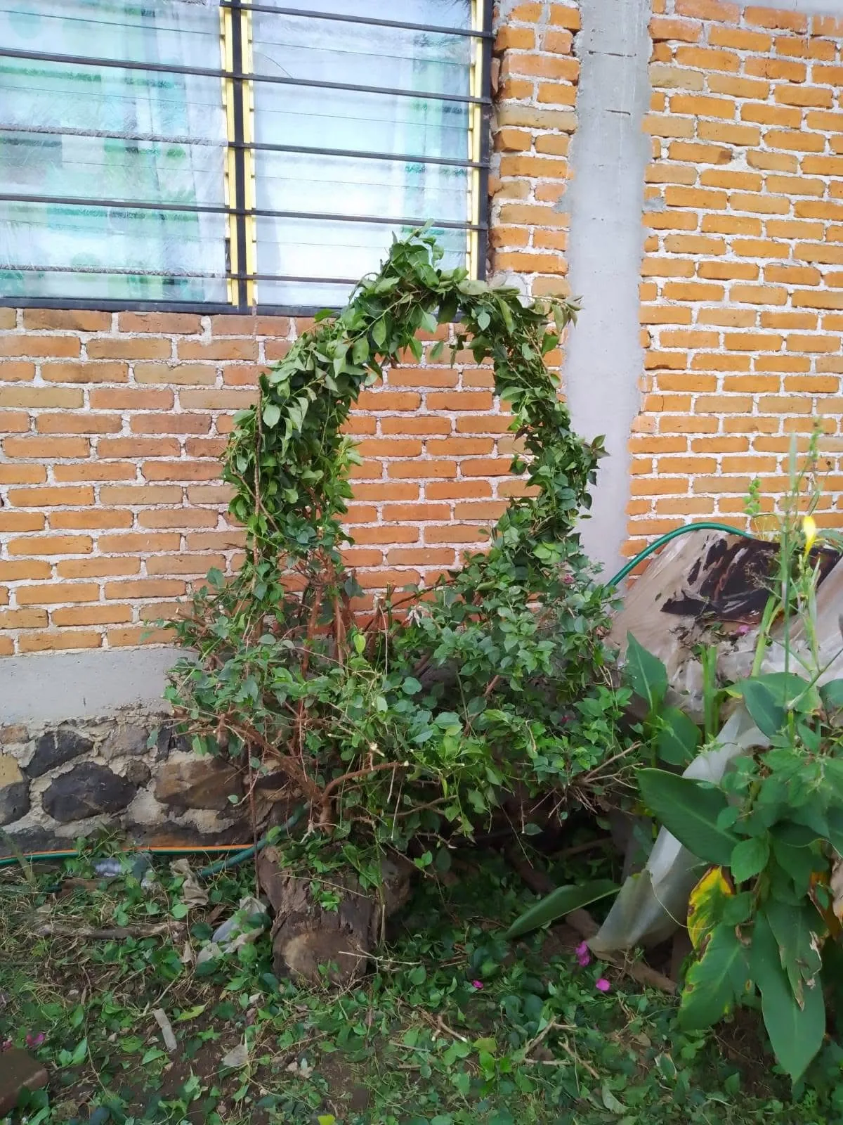 Área de jardín con vegetación