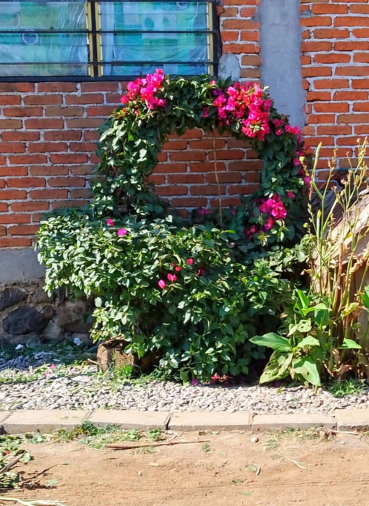 Poda y cuidado de planta ornamental